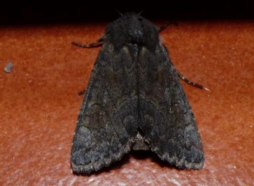 Réf. 263 293 : Aporophyla lueneburgensis
